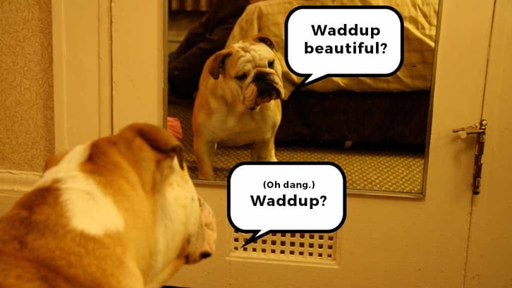 16-07-20-mirror-mirror-on-the-bulldog.jpg